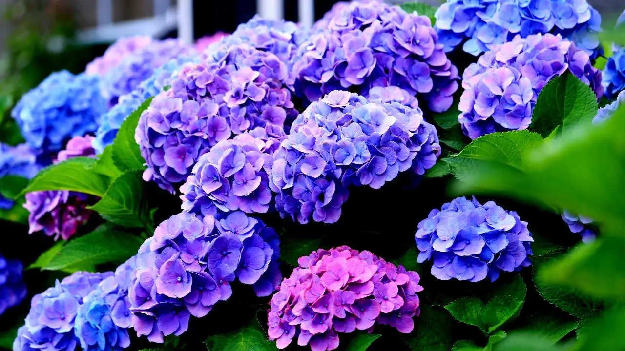 Vuoi ortensie colorate? Prova questa tecnica di irrigazione per risultati rapidi Vuoi ortensie colorate? Prova questa tecnica di irrigazione per risultati rapidi