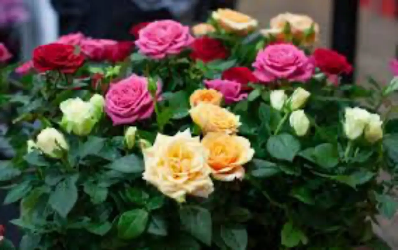 Vuoi rose più rigogliose? Prova questo metodo con i gusci d'uovo che pochi conoscono Vuoi rose più rigogliose? Prova questo metodo con i gusci d'uovo che pochi conoscono
