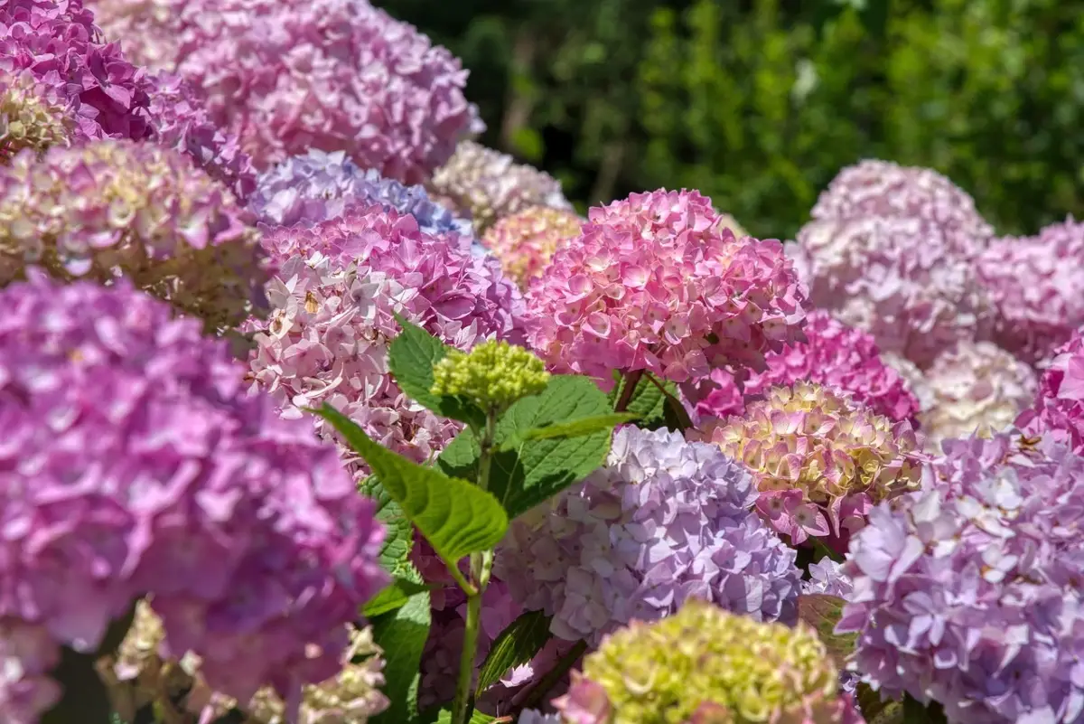 Terriccio fai-da-te per ortensie: cosa aggiungere in primavera per fioriture esplosive Terriccio fai-da-te per ortensie: cosa aggiungere in primavera per fioriture esplosive