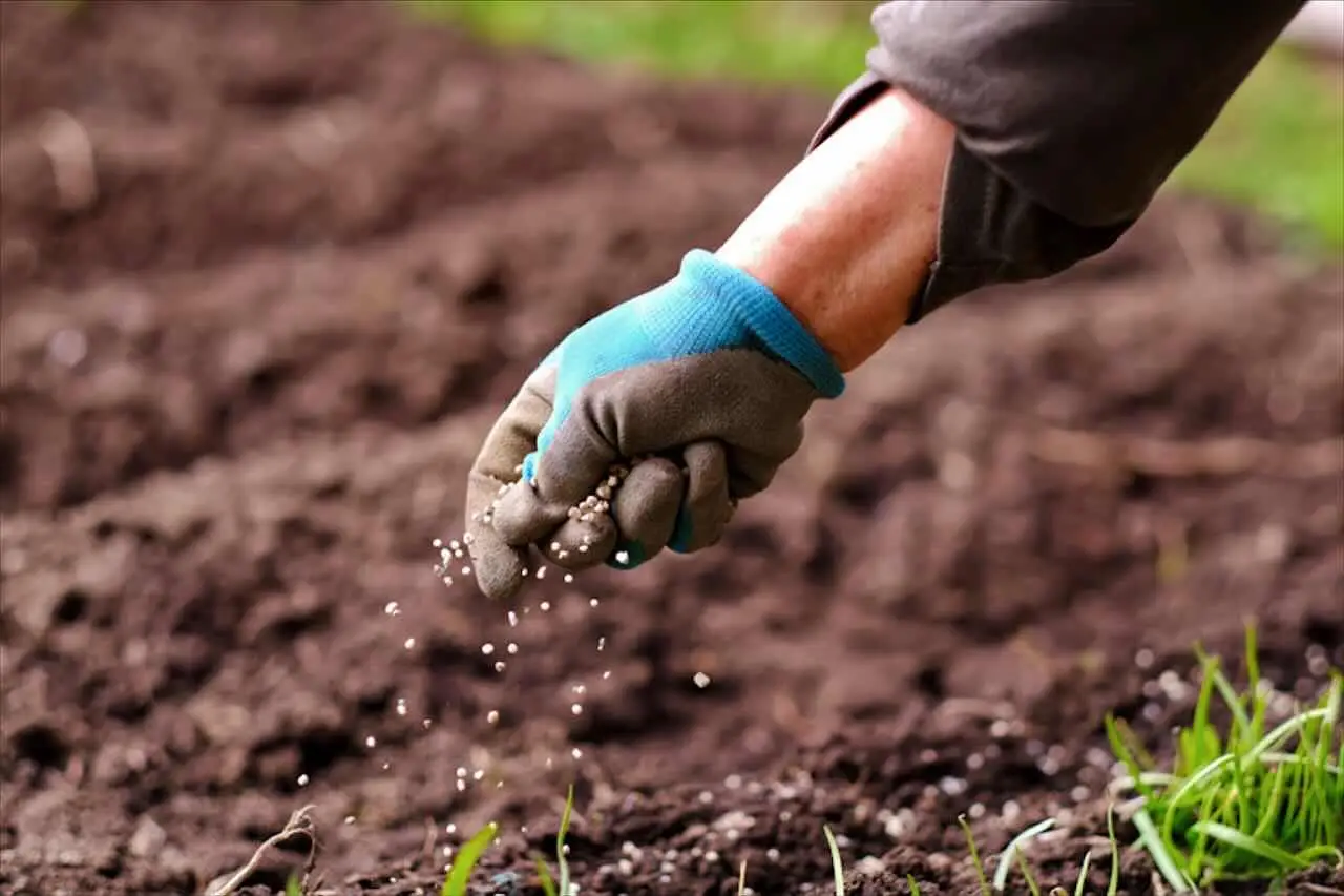 Come prevenire la clorosi nelle piante: il fertilizzante naturale che funziona davvero Come prevenire la clorosi nelle piante: il fertilizzante naturale che funziona davvero