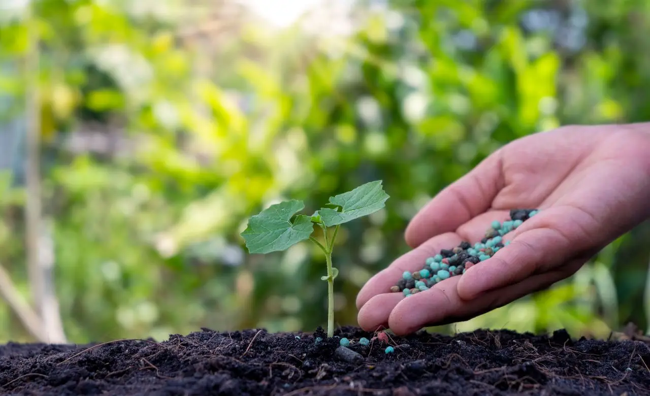 Prepara ora il concime naturale ai lieviti per piante acidofile dai fiori spettacolari Prepara ora il concime naturale ai lieviti per piante acidofile dai fiori spettacolari