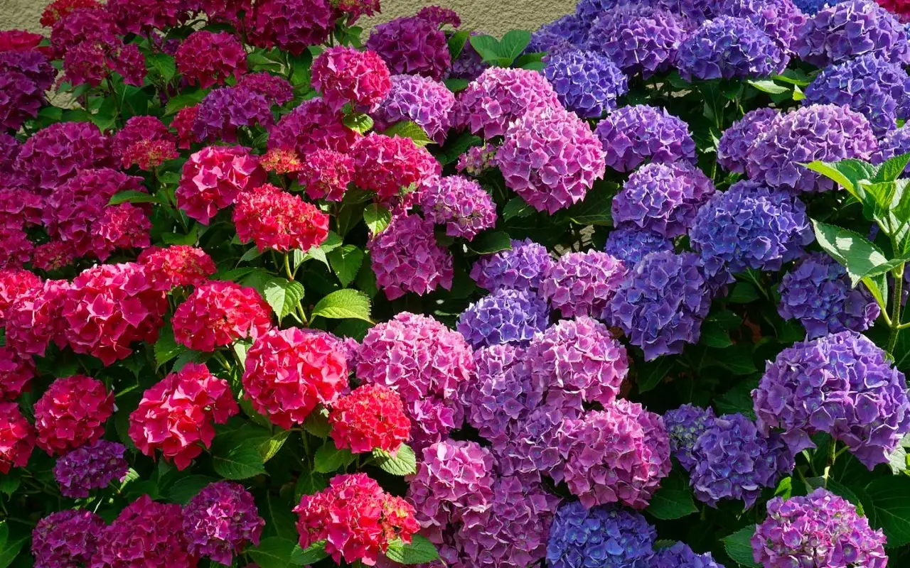 Vuoi ortensie colorate? Prova questa tecnica di irrigazione per risultati rapidi Vuoi ortensie colorate? Prova questa tecnica di irrigazione per risultati rapidi