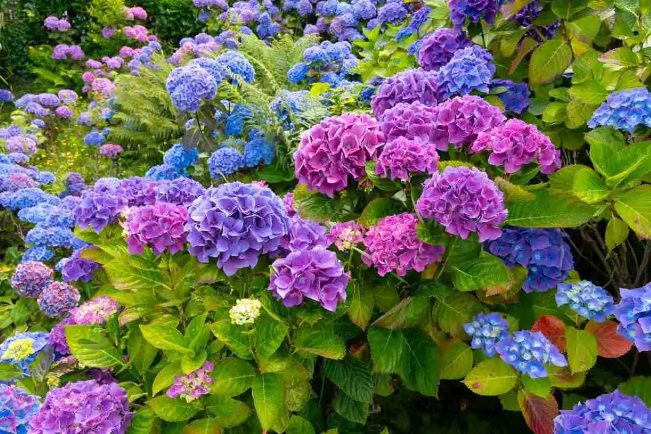Vuoi ortensie colorate? Prova questa tecnica di irrigazione per risultati rapidi Vuoi ortensie colorate? Prova questa tecnica di irrigazione per risultati rapidi