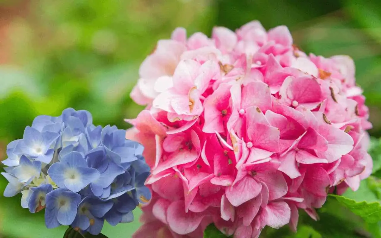 Vuoi ortensie colorate? Prova questa tecnica di irrigazione per risultati rapidi Vuoi ortensie colorate? Prova questa tecnica di irrigazione per risultati rapidi