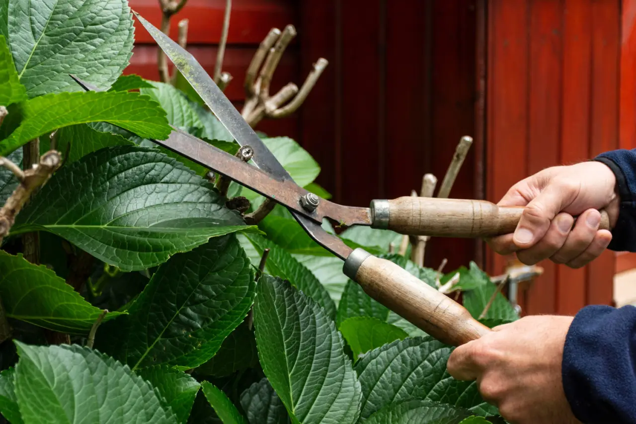 Evita errori comuni nella cura delle ortensie: come potare per una fioritura lunga Evita errori comuni nella cura delle ortensie: come potare per una fioritura lunga