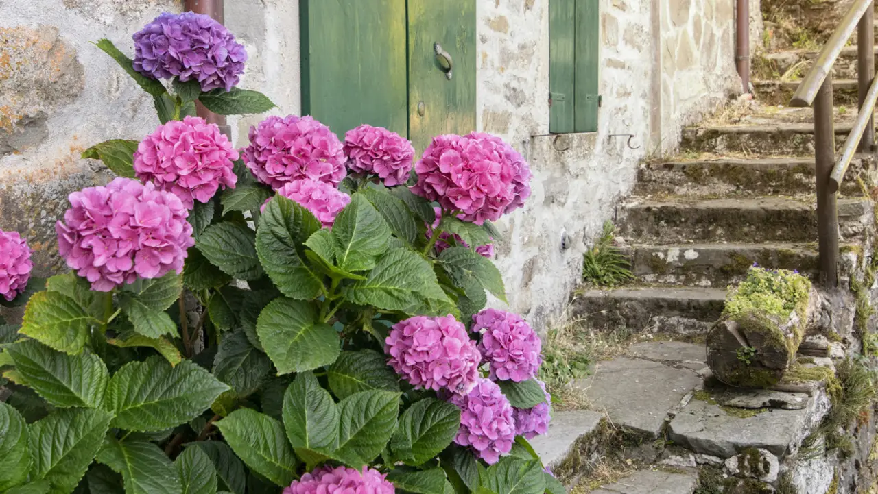 Evita errori comuni nella cura delle ortensie: come potare per una fioritura lunga Evita errori comuni nella cura delle ortensie: come potare per una fioritura lunga