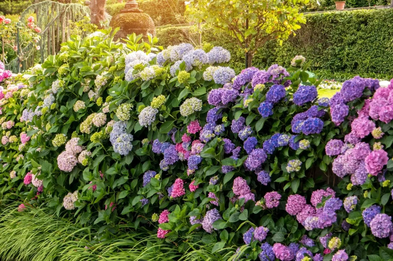 Evita errori comuni nella cura delle ortensie: come potare per una fioritura lunga Evita errori comuni nella cura delle ortensie: come potare per una fioritura lunga
