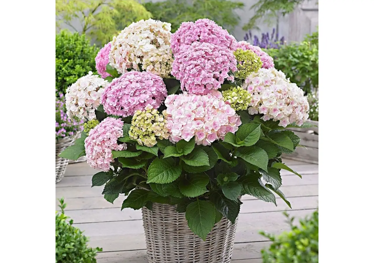 Come scegliere il tipo di concime per ortensie a seconda del terreno di casa Come scegliere il tipo di concime per ortensie a seconda del terreno di casa
