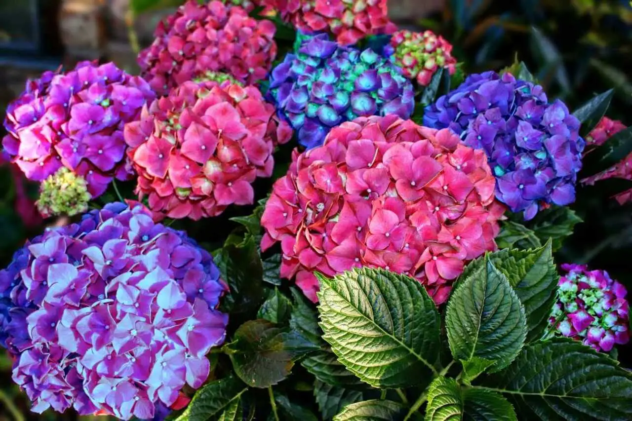 Come scegliere il tipo di concime per ortensie a seconda del terreno di casa Come scegliere il tipo di concime per ortensie a seconda del terreno di casa