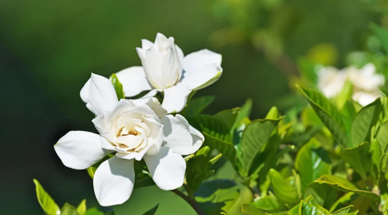 Lattuga e fondi di caffè: la combinazione sorprendente per far fiorire le gardenie Lattuga e fondi di caffè: la combinazione sorprendente per far fiorire le gardenie