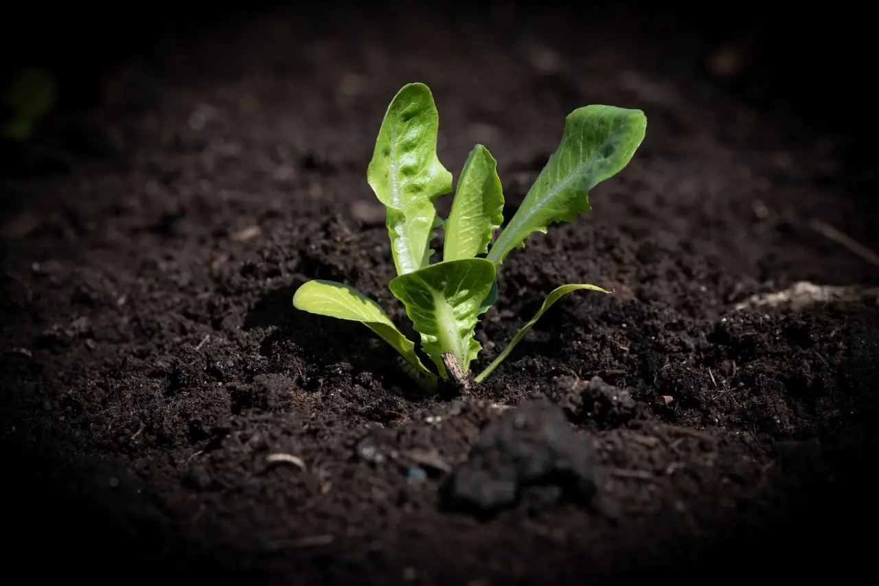 Lattuga e fondi di caffè: la combinazione sorprendente per far fiorire le gardenie Lattuga e fondi di caffè: la combinazione sorprendente per far fiorire le gardenie