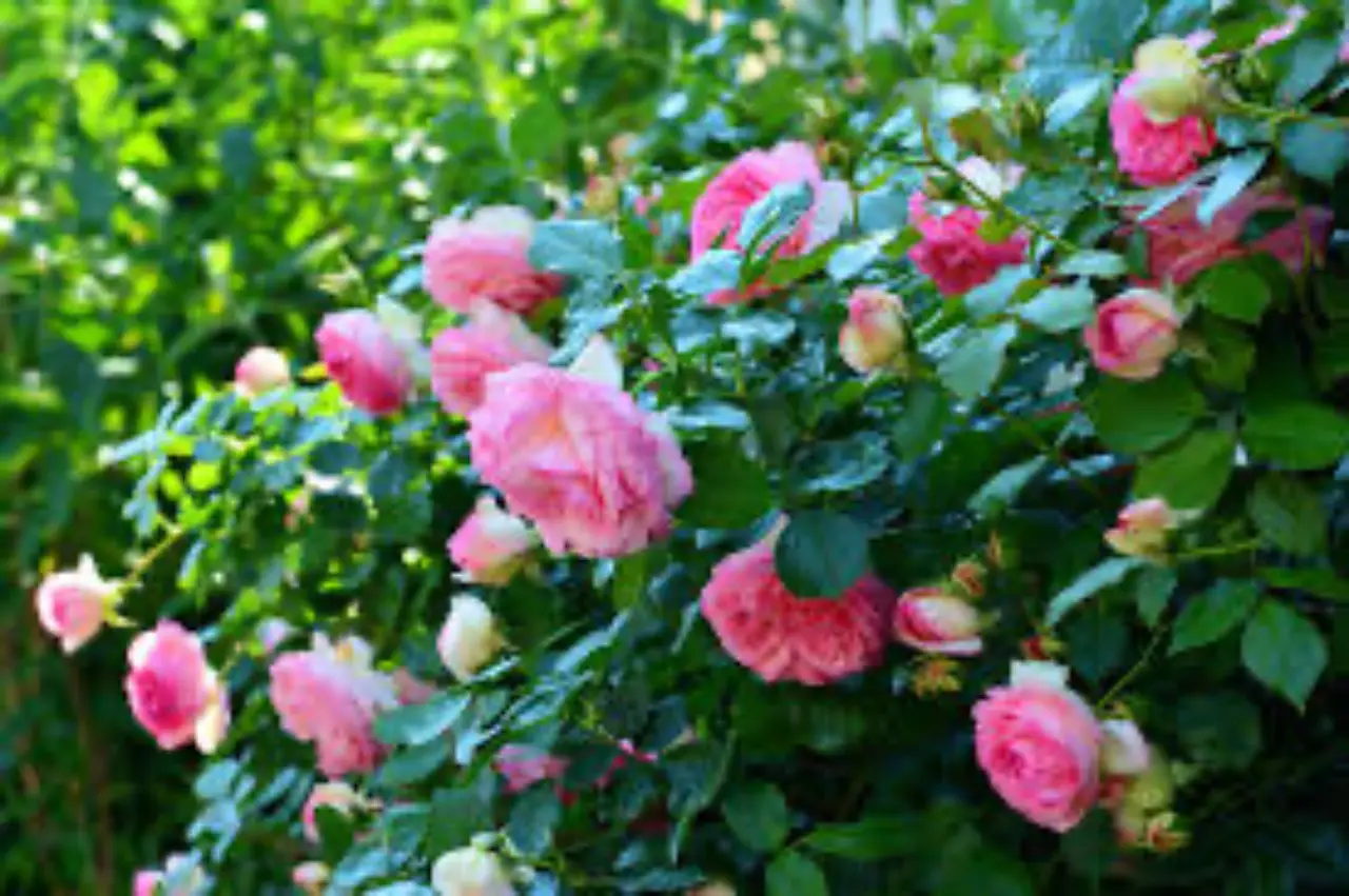 Vuoi rose più rigogliose? Prova questo metodo con i gusci d'uovo che pochi conoscono Vuoi rose più rigogliose? Prova questo metodo con i gusci d'uovo che pochi conoscono
