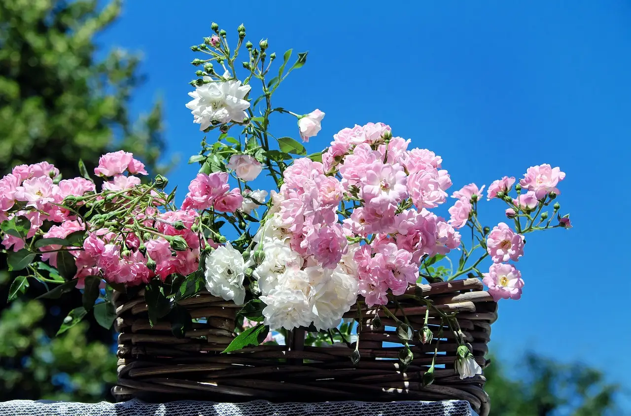 Vuoi rose più rigogliose? Prova questo metodo con i gusci d'uovo che pochi conoscono Vuoi rose più rigogliose? Prova questo metodo con i gusci d'uovo che pochi conoscono