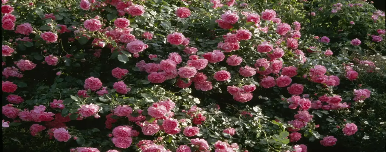 Vuoi rose più rigogliose? Prova questo metodo con i gusci d'uovo che pochi conoscono Vuoi rose più rigogliose? Prova questo metodo con i gusci d'uovo che pochi conoscono