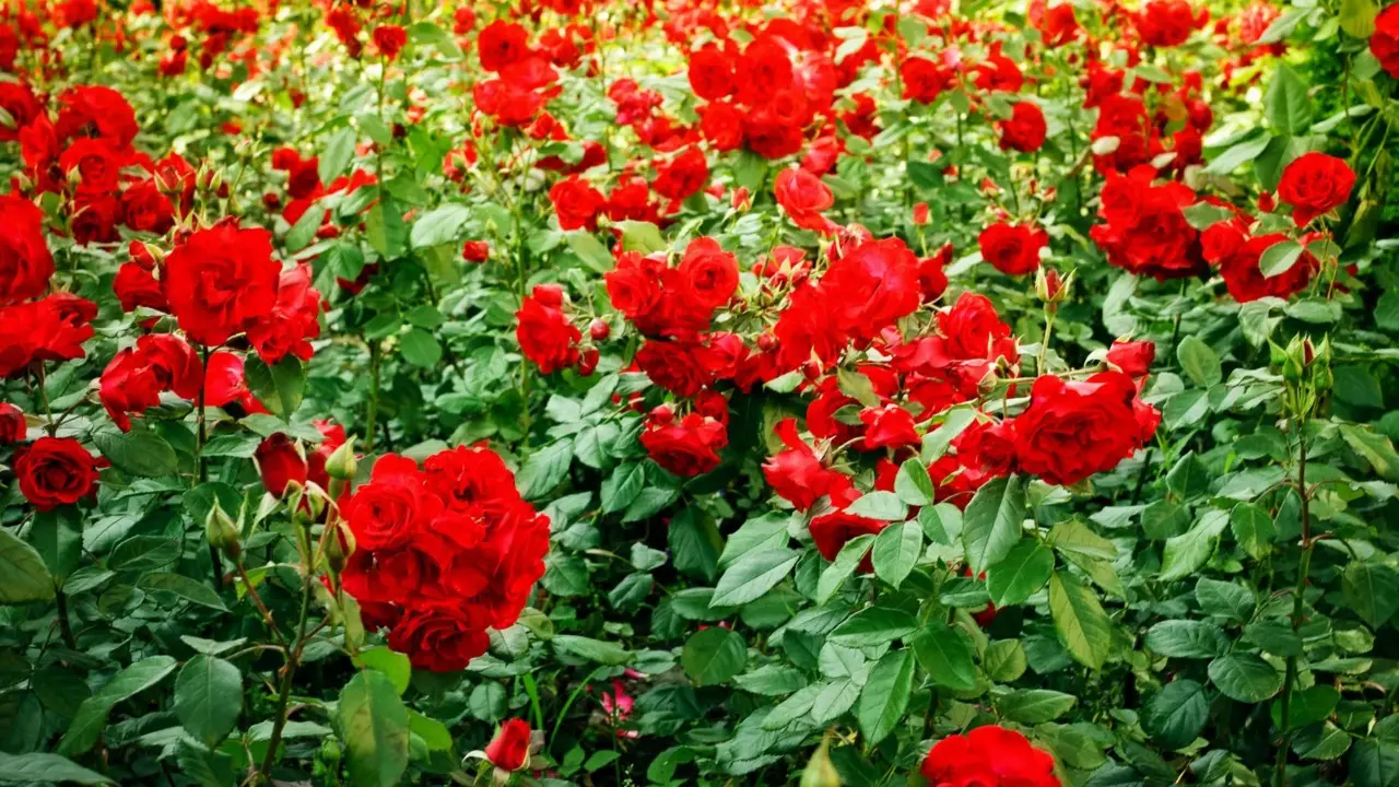 Vuoi rose più rigogliose? Prova questo metodo con i gusci d'uovo che pochi conoscono Vuoi rose più rigogliose? Prova questo metodo con i gusci d'uovo che pochi conoscono