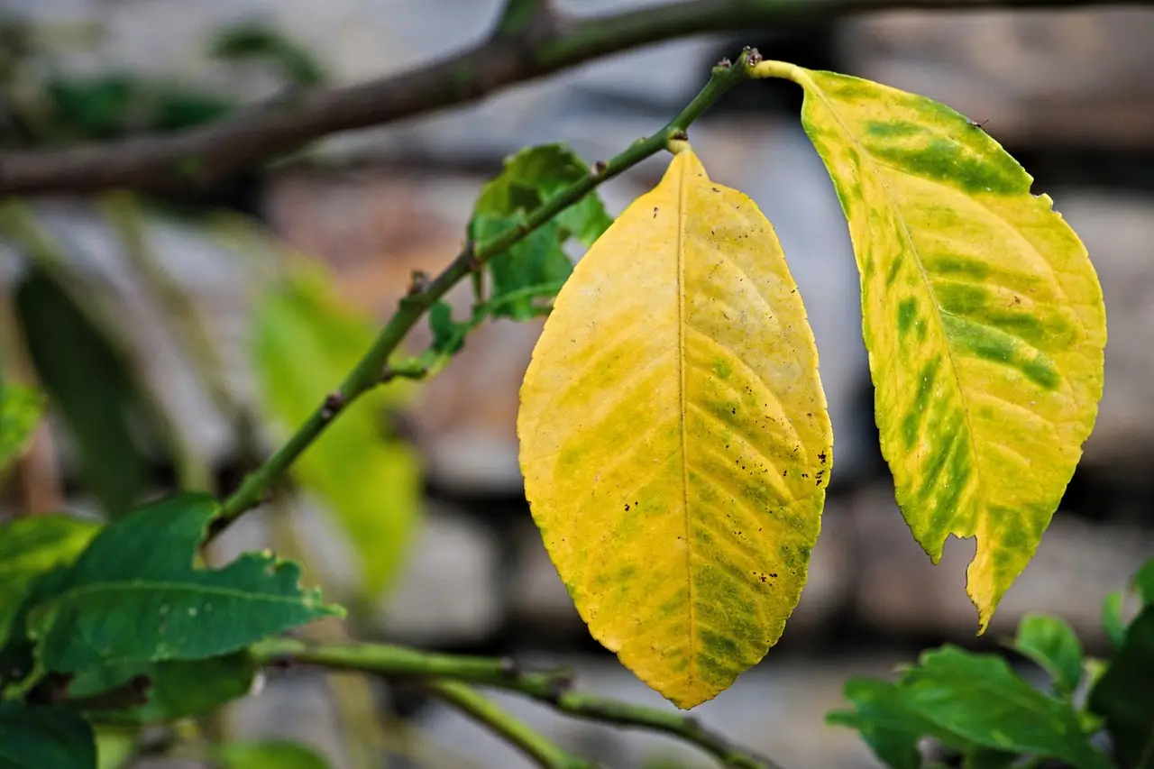 Come prevenire la clorosi nelle piante: il fertilizzante naturale che funziona davvero Come prevenire la clorosi nelle piante: il fertilizzante naturale che funziona davvero