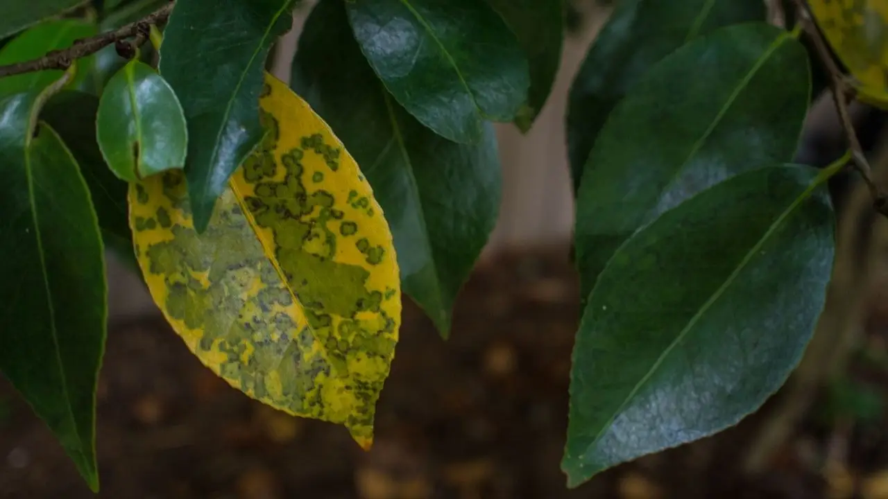 Come prevenire la clorosi nelle piante: il fertilizzante naturale che funziona davvero Come prevenire la clorosi nelle piante: il fertilizzante naturale che funziona davvero