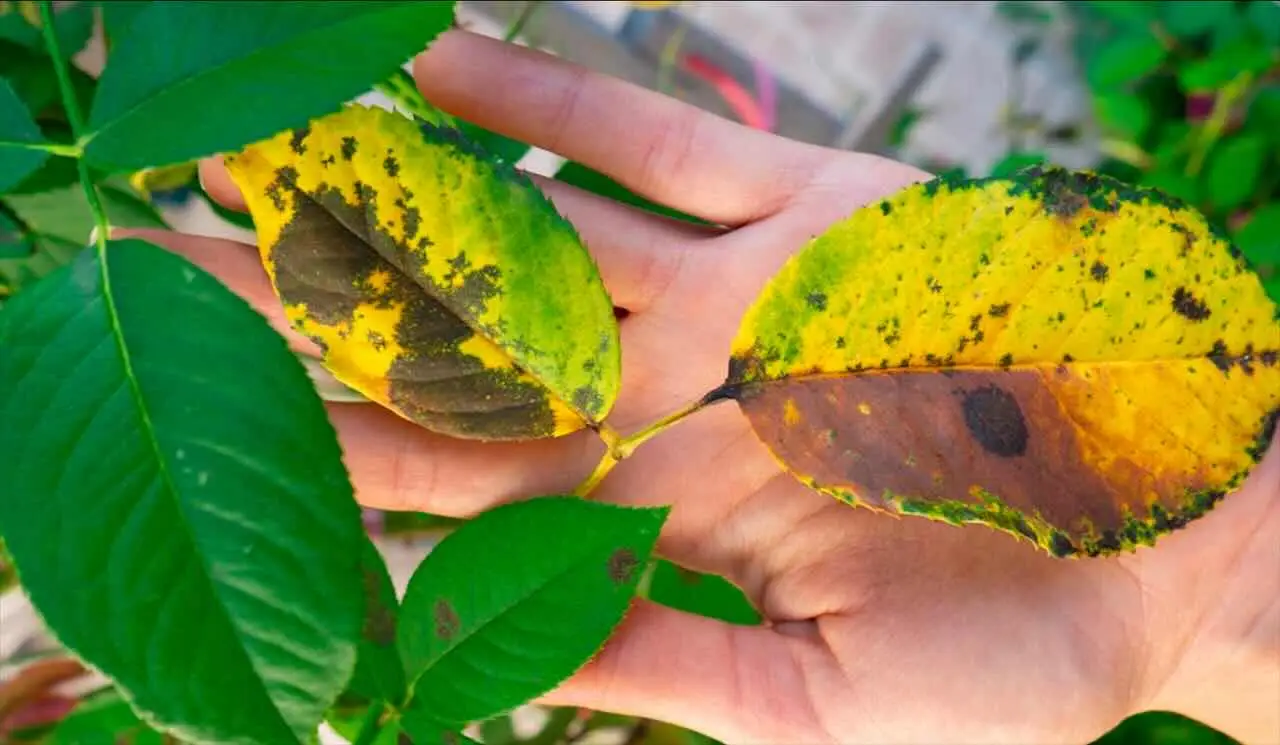 Come prevenire la clorosi nelle piante: il fertilizzante naturale che funziona davvero Come prevenire la clorosi nelle piante: il fertilizzante naturale che funziona davvero