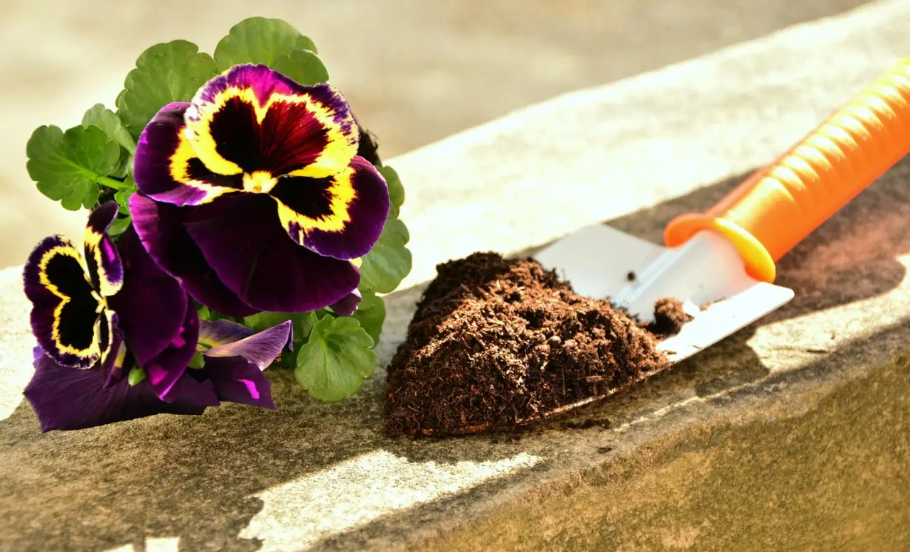 Prepara ora il concime naturale ai lieviti per piante acidofile dai fiori spettacolari Prepara ora il concime naturale ai lieviti per piante acidofile dai fiori spettacolari