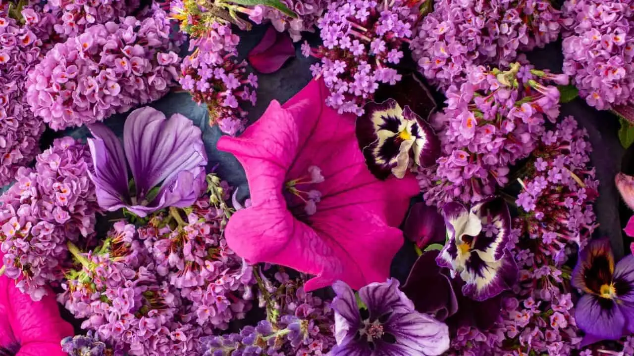 Prepara ora il concime naturale ai lieviti per piante acidofile dai fiori spettacolari Prepara ora il concime naturale ai lieviti per piante acidofile dai fiori spettacolari