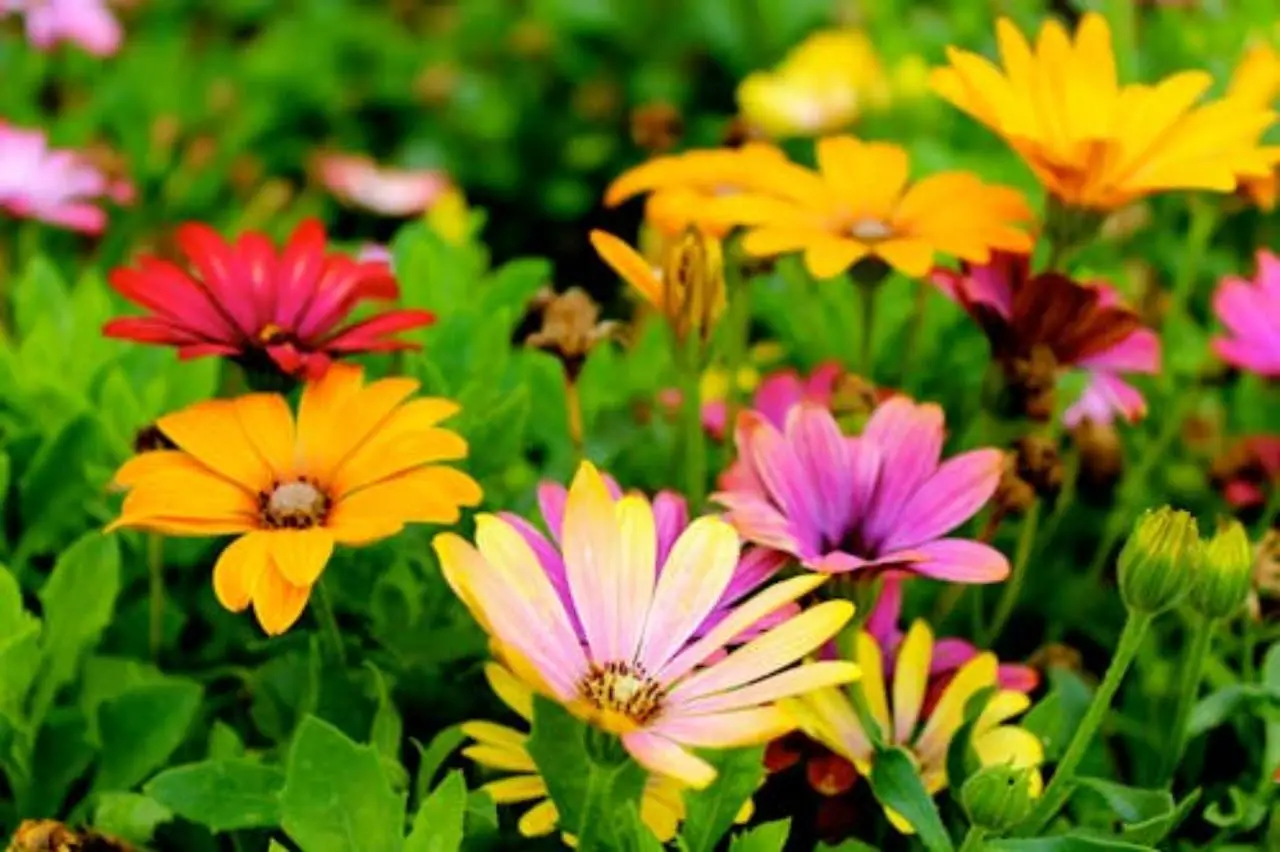 Prepara ora il concime naturale ai lieviti per piante acidofile dai fiori spettacolari Prepara ora il concime naturale ai lieviti per piante acidofile dai fiori spettacolari